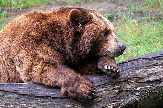 Медведь решил полакомиться медом и разгромил ульи