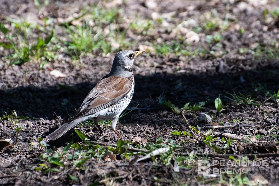 В Казани 1 апреля обновлен температурный рекорд