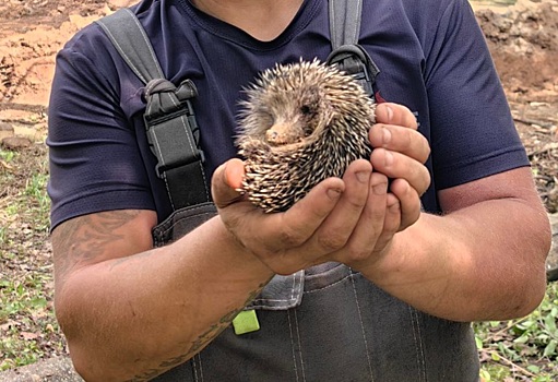 В ННГУ спасли ежа, угодившего в бетонную ловушку