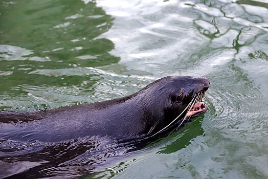 В Московском зоопарке появится новый павильон для морских животных
