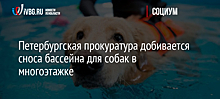 Петербургская прокуратура добивается сноса бассейна для собак в многоэтажке