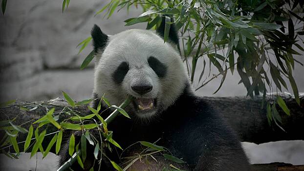 В Московском зоопарке рассказали о сладких снах панды Диндин