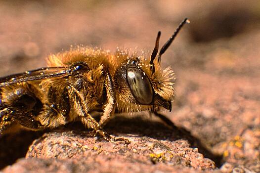 Спасатели избавили жителей села от диких пчел‐террористов в Приморье