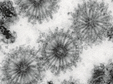 В «матрешке» внутри мшанок обнаружили вирусоподобные «ежики»