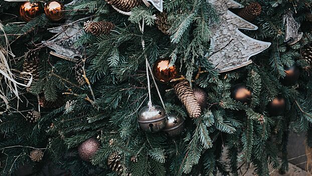 Стало известно о резком росте цен на живые новогодние елки