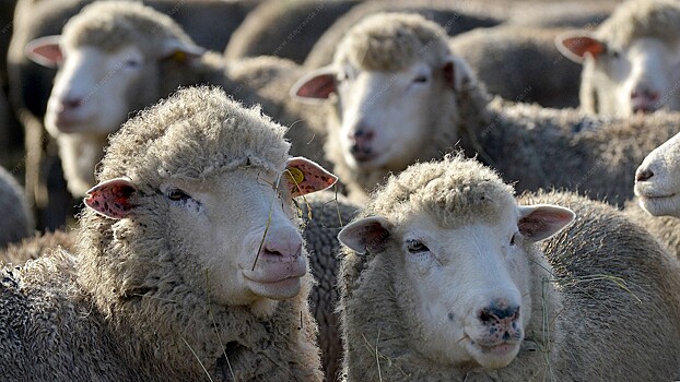 Минсельхоз в сентябре представит стратегию развития овцеводства и козоводства