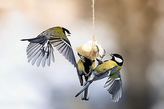 У певчих птиц нашли дополнительную хромосому