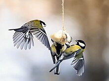 У певчих птиц нашли дополнительную хромосому