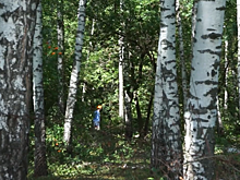 Экс-прокурор требует остановить вырубку леса