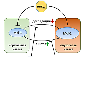 Ученые предложили способы регуляции уровня онкогенных белков в клетке