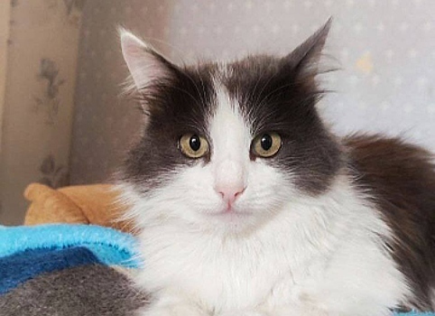 Брошенная в Шереметьево кошка обрела новый дом благодаря сотруднику аэропорта