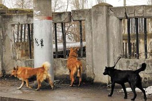 Собачья жизнь. В Курске на улицы выпустили 1,5 тысячи бродячих псов