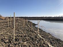 В Волгоградской области восстанавливают уникальный природный объект