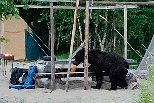 В Бурятии медведь вышел к туристам и оставил их без купатов