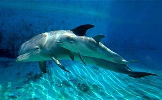 Прокуратура проверяет обстоятельства гибели 68 дельфинов в Новороссийске