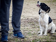 Кинолог назвал симптомы пневмонии у собак