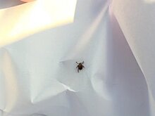 В Пензенской области появились первые пострадавшие от укусов клещей