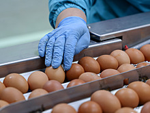 Минсельхоз России спрогнозировал снижение цен на яйца в ближайшее время