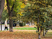 В самарском Лосином сквере появились 10 взрослых лип