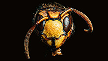 Врач-отоларинголог рассказала, насколько опасно насекомое в ухе