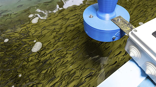 В ямальские реки выпустили более 11 миллионов мальков в этом году