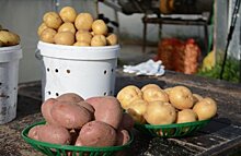 Новосибирские ученые создали новый сорт картофеля