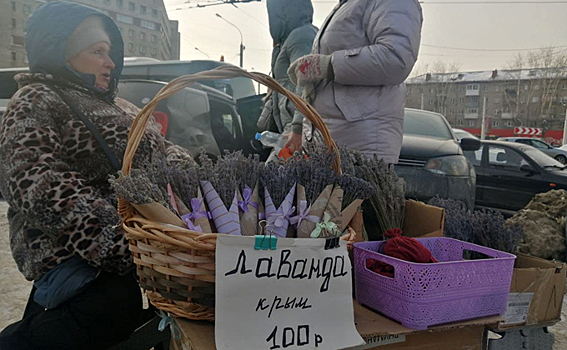 Крымскую лаванду начали продавать в Новосибирске