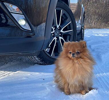 Почему щпиц – реальный символ 2022 года?