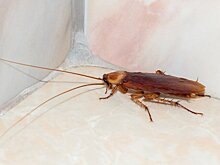 RMF24: жительница Южной Кореи случайно убила соседку, пытаясь сжечь таракана