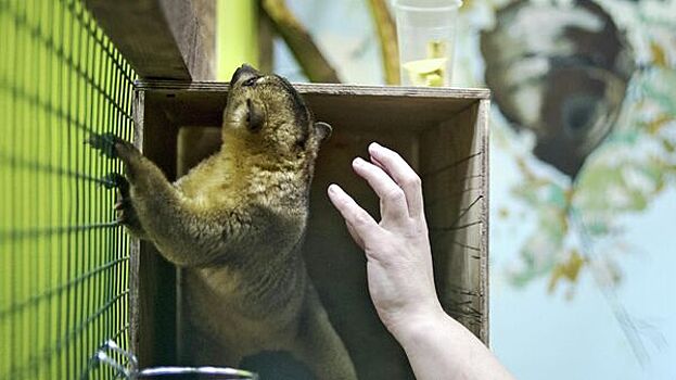 Россиян призвали информировать власти о работе контактных зоопарков