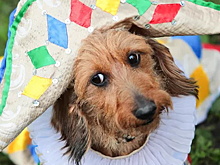 Названы самые популярные породы собак у жителей столицы