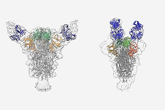 Обнаружены эффективные антитела против COVID-19