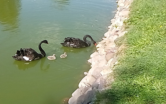 В Ярославле у пары чёрных лебедей появились птенцы