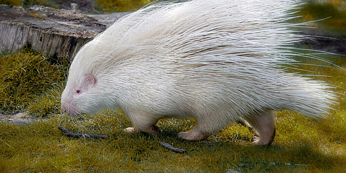 Редкого дикобраза-альбиноса по кличке Кокос спасли в Канаде