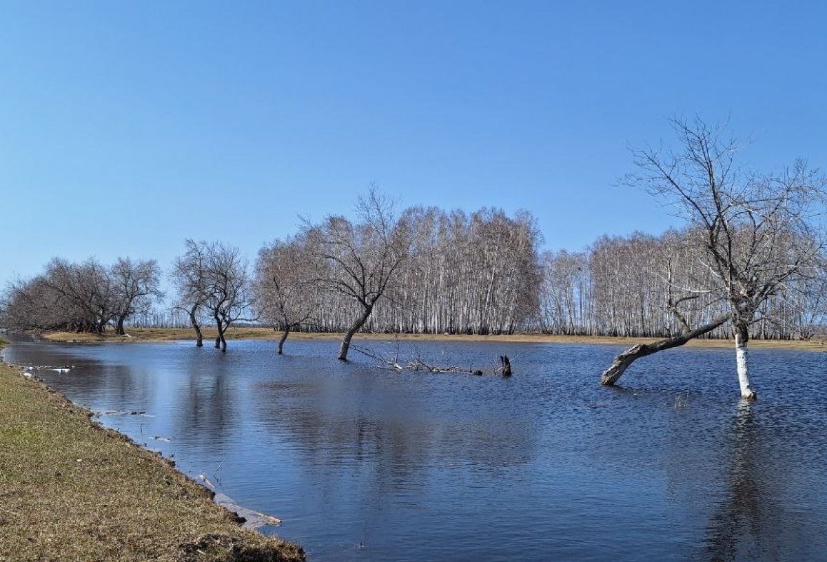 Уровень воды в реке Ишим в селе Абатское Тюменской области достиг 1230 см