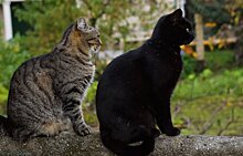 Башкирские фелинологи выводят породу "идеальных кошек" Бонсай
