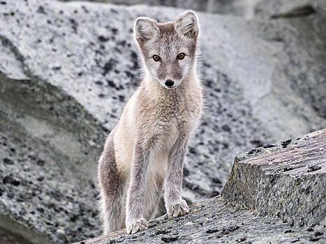 Песец подкрался незаметно: выкупленные в Дагестане звери заполнили Подмосковье