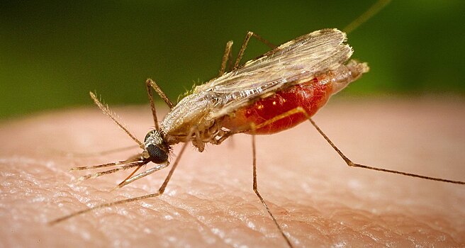 Обнаружен микроб, способный остановить малярию