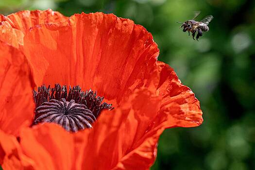 Россиян предупредили о штрафе за выращивание некоторых видов маков