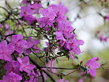 Праздник "Цветение маральника" на Алтае впервые посетили более 30 тыс. человек