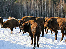 В заповеднике Брянский лес прошли "Волонтерские выходные"