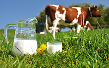 Крупнейший в стране производитель молока «ЭкоНива» приходит в Ленобласть