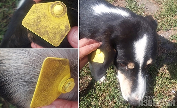 В Курске по биркам бездомных собак ветеринары не могут понять, прививали их от бешенства или нет