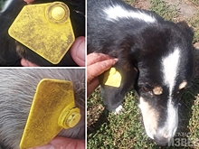 После скандала с бирками САБ по уборке г.Курска сообщил, что закупит другие