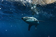 В США акула съела улов рыбака и оставила ему только рыбью голову