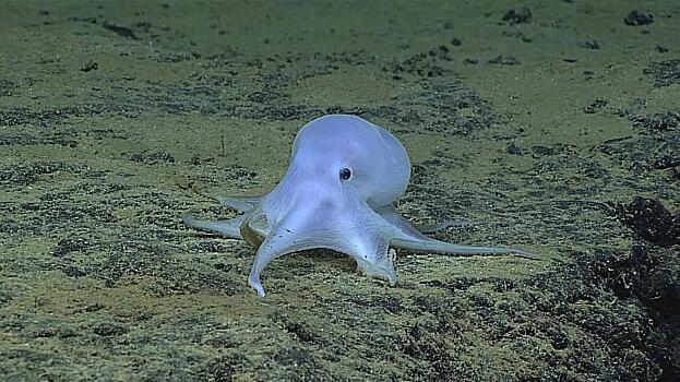 В Тихом океане обнаружен осьминог-приведение
