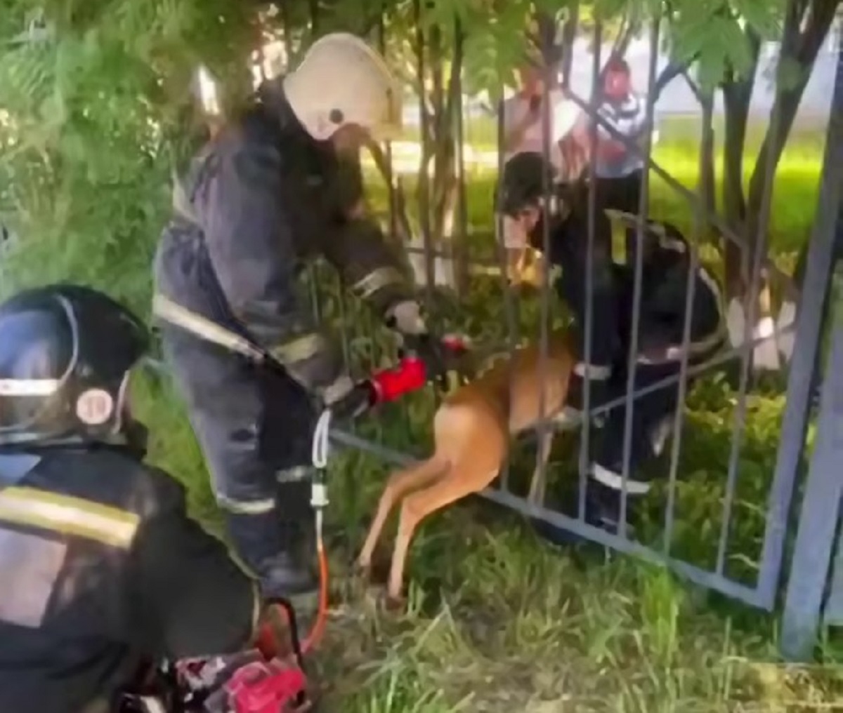 В Новосибирске пожарные освободили косулю, спасатели — кошку