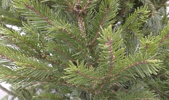 50% волгоградцев утилизировали новогодние елки экологичным способом