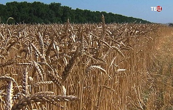 В Ростовской области соберут рекордный урожай зерна