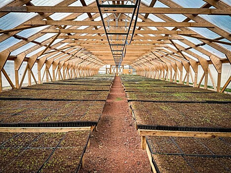 Приморский лес вырастят из местных саженцев